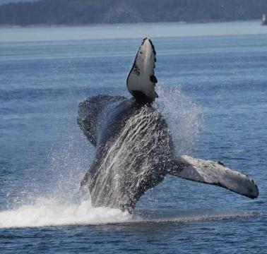 Mystic Sea Charters